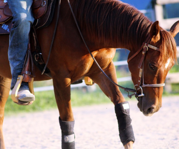 reining academy equitation cours ecurie pension chevaux a vendre